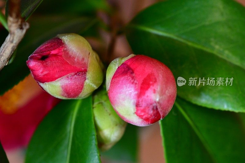 茶花/日本茶花